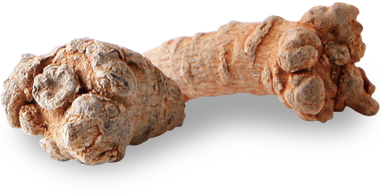 田七人参の写真