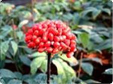 田七人参の写真1