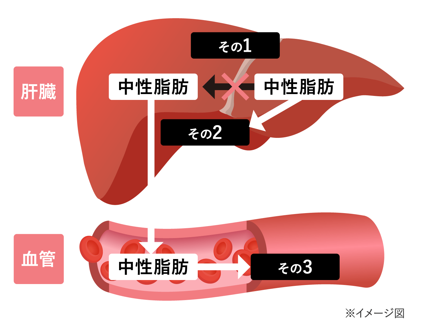DHA・EPAが中性脂肪を下げる3つの仕組みの図
