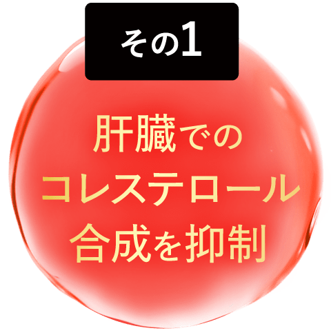 肝臓でのコレステロール合成を抑制