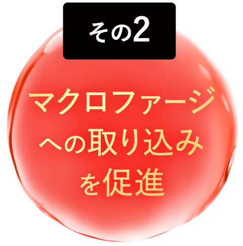 マクロファージへの取り込みを促進