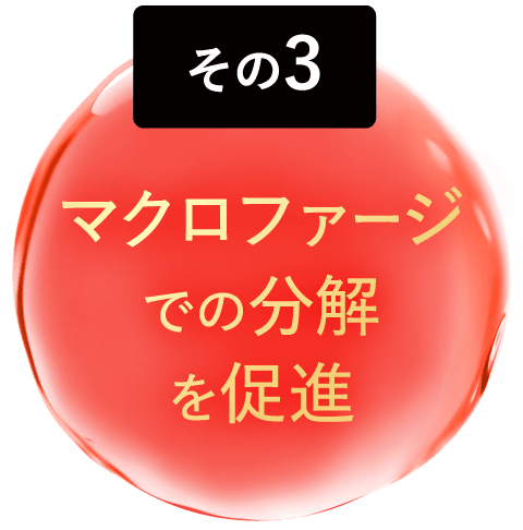 マクロファージでの分解を促進