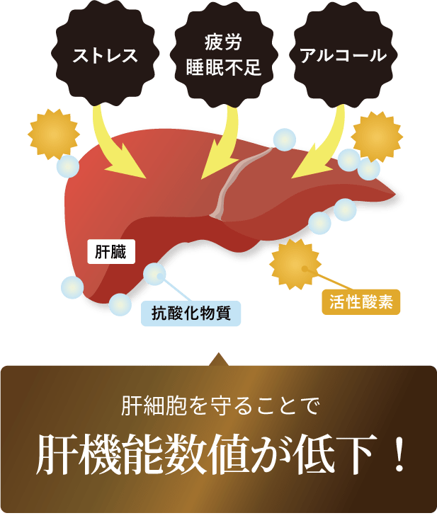 肝細胞を守ることで肝機能数値が低下！