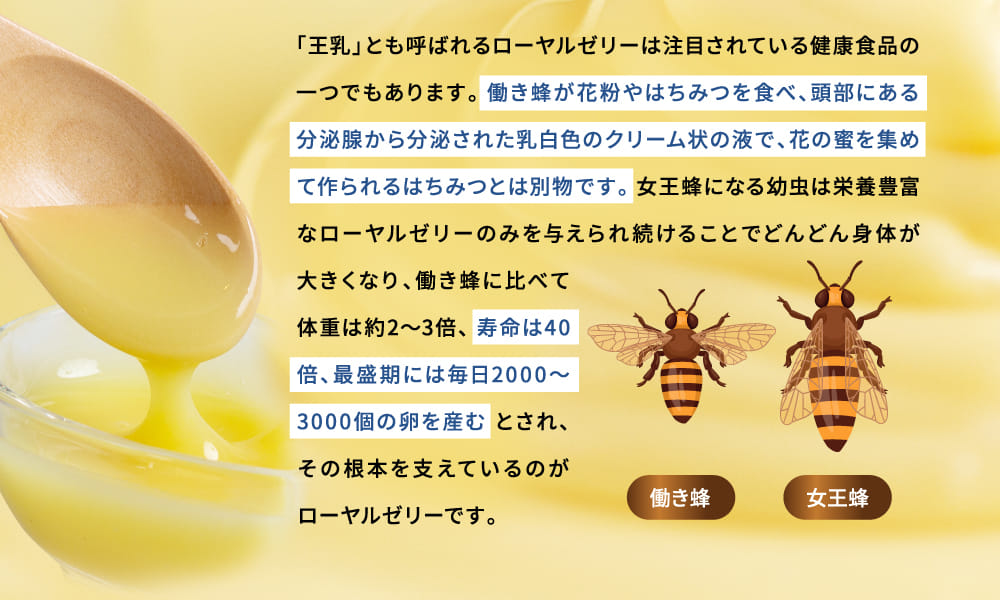「王乳」とも呼ばれるローヤルゼリーは注目されている健康食品の一つでもあります。働き蜂が花粉やはちみつを食べ、頭部にある分泌腺から分泌された乳白色のクリーム状の液で、花の蜜を集めて作られるはちみつとは別物です。女王蜂になる幼虫は栄養豊富なローヤルゼリーのみを与えられ続けることでどんどん身体が大きくなり、働き蜂に比べて体重は約2〜3倍、寿命は40倍、最盛期には毎日2000〜3000個の卵を産むとされ、その根本を支えているのがローヤルゼリーです。